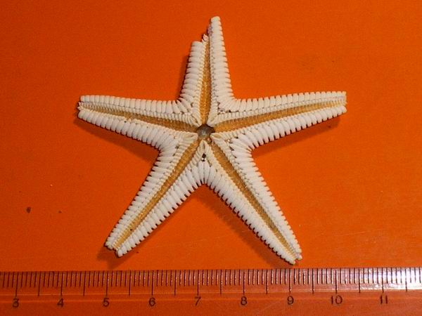 Stelle astropecten spiaggiate (Astropecten sp.)